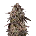 thumb of Black Runtz Plante