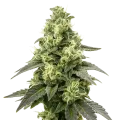 thumb of Plante de Black Widow Auto