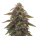 thumb of Plante de Blackberry Kush Auto