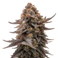 thumb of Plante de Blackberry Moonrocks Auto