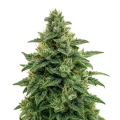 thumb of Plante de Blue Amnesia Auto
