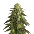 thumb of Plante de Blue Cheese Auto