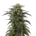 thumb of Plante de cannabis Blue Cheese