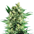 thumb of Blue Cookies plant