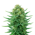 thumb of Plante de Blue Dream Auto