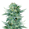 thumb of Blue Dream Plant