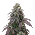 thumb of Plante de cannabis Blue Zushi