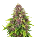 thumb of Plante de Blueberry Auto