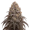 thumb of Plante de cannabis Blueberry Kush