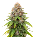 thumb of Plante de cannabis Blueberry Muffin