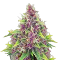 thumb of Blueberry Plante