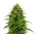 thumb of Plante de Bruce Banner Auto
