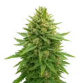 thumb of Plante de Bubba Kush Auto