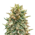 thumb of Bubba Kush plant