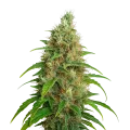 thumb of Plante de Bubblegum Auto