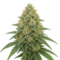 thumb of Plante de Bubblegum Sherbet Auto