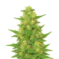 thumb of Plante de C. Banana Auto