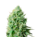 thumb of Cannatonic Plant