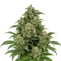 thumb of Plante de Cap Junky Auto