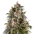 thumb of Cap Junky Plante