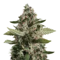 thumb of CBD Candida Plant