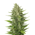 thumb of Plante de CBD Critical Mass Auto
