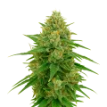 thumb of Plante de CBD Express Auto