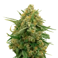 thumb of CBD Express plant