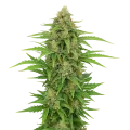 thumb of Plante de CBD Kush Auto
