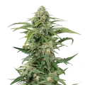 thumb of CBD Kush plant