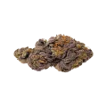 thumb of Bud de CBD Purple Kush Auto