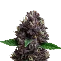 thumb of Plante de CBD Purple Kush Auto