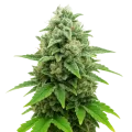 thumb of Plante de CBD White Widow Auto