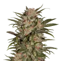 thumb of CBD Zkittlez Plant