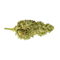thumb of Bud de CBG Citrus Nectar Auto