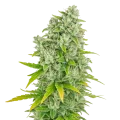 thumb of Plante de CBG Citrus Nectar Auto