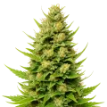 thumb of Plante de Cheese Auto