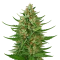 thumb of Plante de Cherry AK Auto