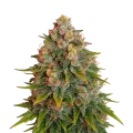 thumb of Plante de Cherry Pie Auto