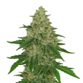 thumb of Plante de Chocolope Auto