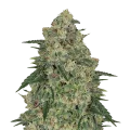 thumb of Chocolope plant