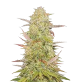 thumb of Plante de cannabis Chronic