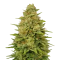thumb of Plante de Colombian Gold Auto