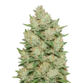 thumb of Plante de Cookies and Cream Auto