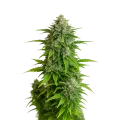 thumb of Plante de Critical Auto