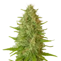 thumb of Plante de Critical Jack Auto