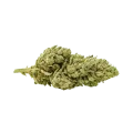 thumb of Bud de Critical Purple Auto