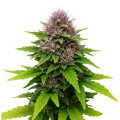 thumb of Plante de Critical Purple Auto