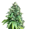 thumb of Crunch Berries Plante