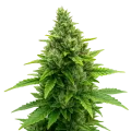 thumb of Plante de Diesel Auto